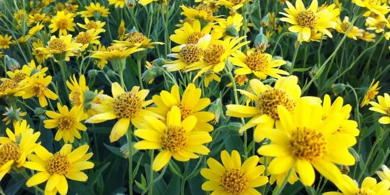 ARNICA chamissonis - Arnica Américaine - Arnica des plaines