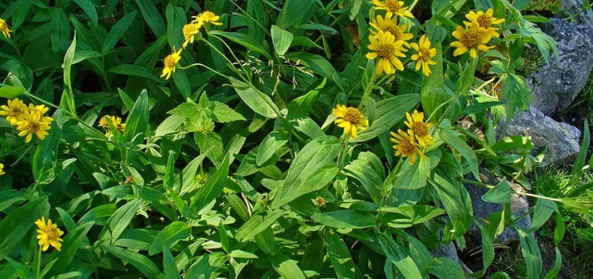 ARNICA chamissonis - Arnica Américaine - Arnica des plaines