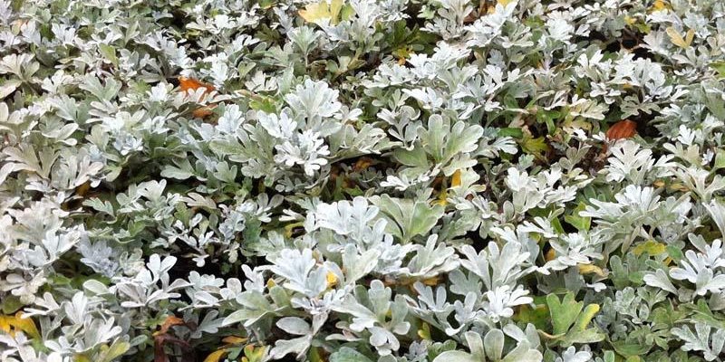 ARTEMISIA stelleriana - Armoise à feuilles de Cinéraire