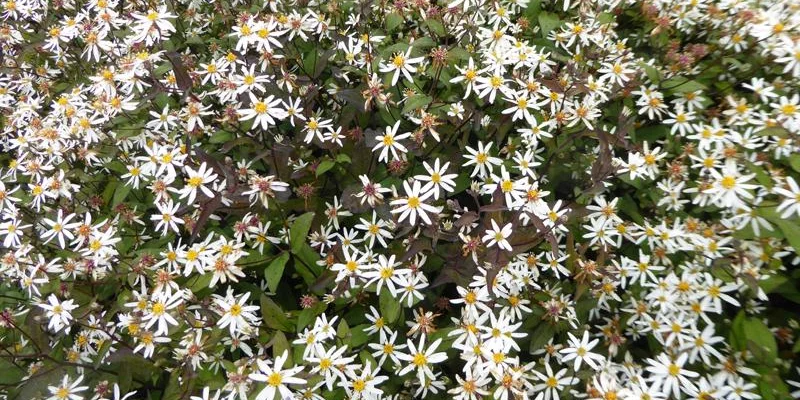 ASTER divaricatus 'Beth Chatto'