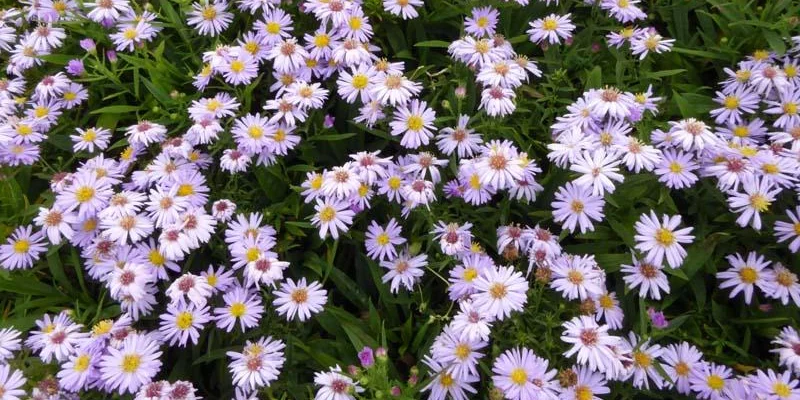 ASTER dumosus 'Silberblaukissen'