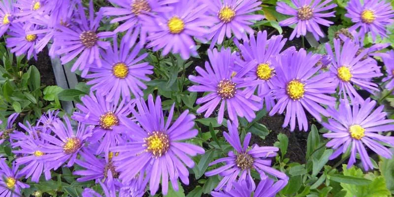 ASTER 'Blue Autumn' 