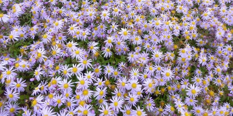 ASTER 'Eleven Purple' - Aster d'automne