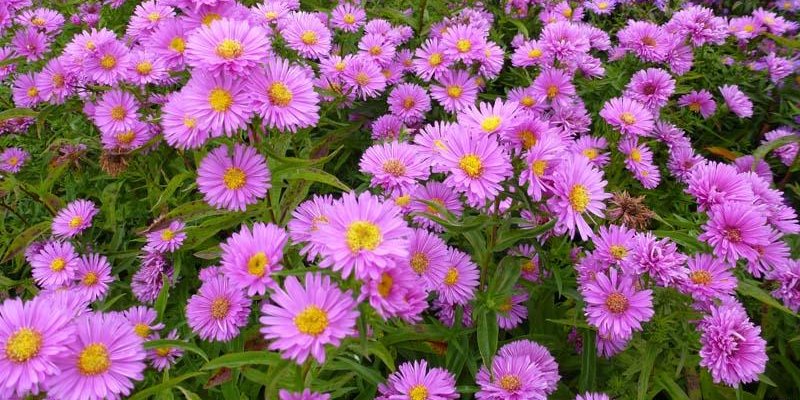 ASTER 'Wood's Pink'