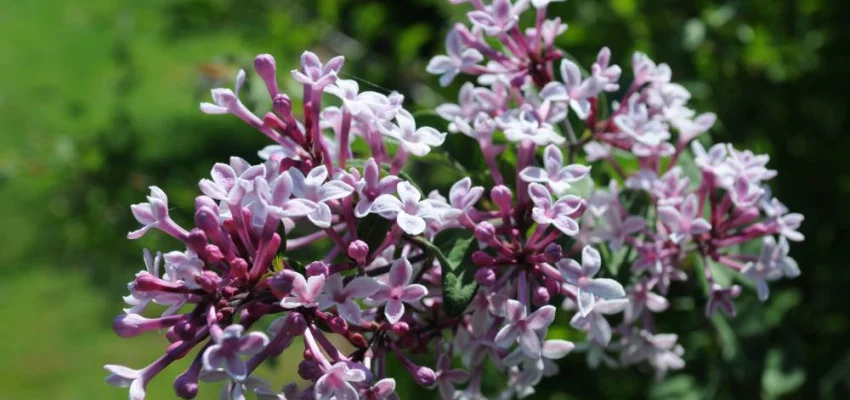 SYRINGA microphylla 'Superba' - Lilas de Chine 'Superba'