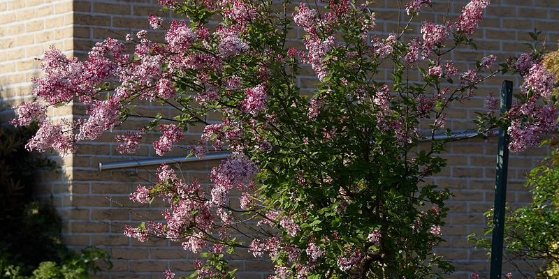 SYRINGA microphylla 'Superba' - Lilas de Chine 'Superba'