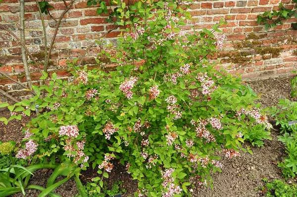 SYRINGA microphylla 'Superba' - Lilas de Chine 'Superba'