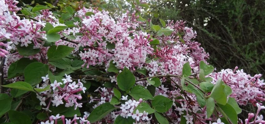 SYRINGA microphylla 'Superba' - Lilas de Chine 'Superba'