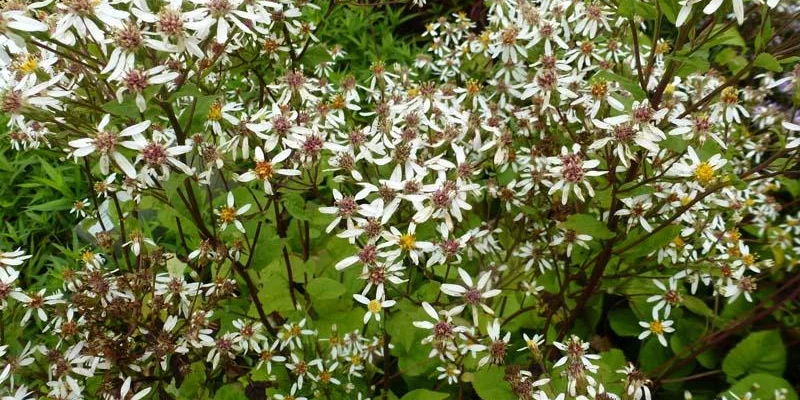 ASTER macrophyllus 'Albus'  - Aster à grandes feuilles