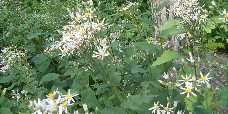 ASTER macrophyllus 'Albus'  - Aster à grandes feuilles