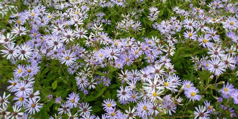 ASTER macrophyllus 'Twilight'