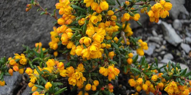 BERBERIS stenophylla - Epine vinette