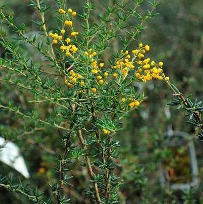BERBERIS stenophylla - Epine vinette