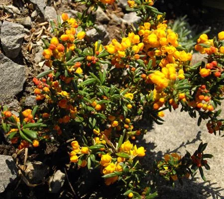 BERBERIS stenophylla - Epine vinette