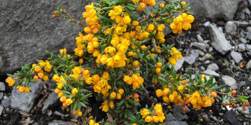 BERBERIS stenophylla - Epine vinette