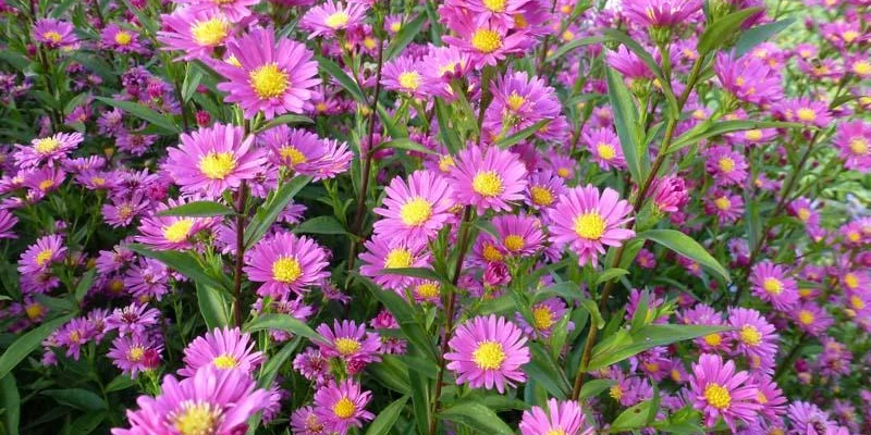 ASTER novi-belgii 'Lisette'  - Aster d'Automne