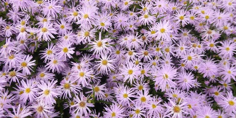 ASTER novi-belgii 'Rosenquarz'