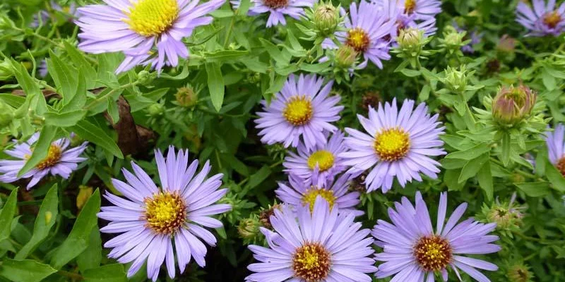 ASTER oblongifolius 'October Skies'