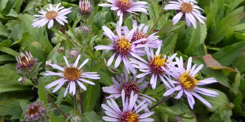 ASTER sibiricus - Aster de Sibérie