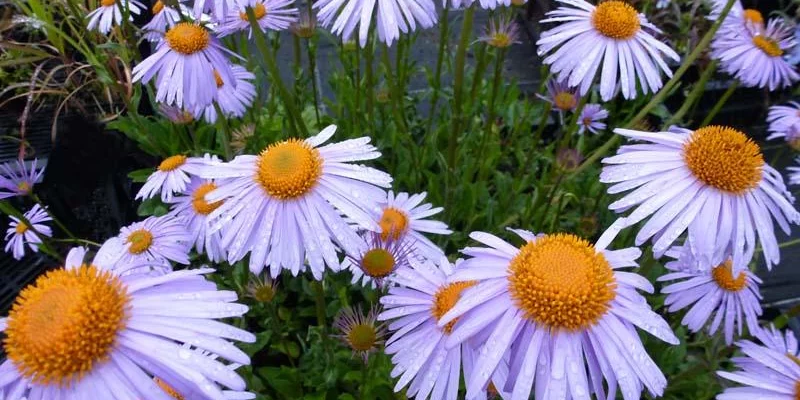 ASTER tongolensis 'Berggarten' 