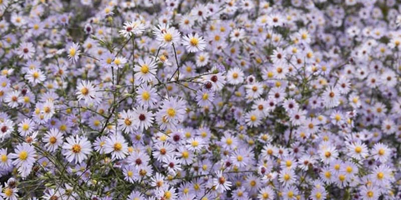 ASTER turbinellus