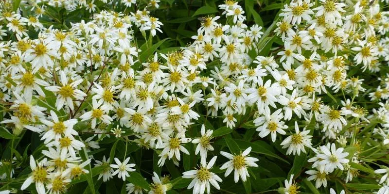 ASTER umbellatus 'Weisser Schirm'  - Aster en ombelles