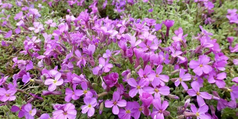 AUBRIETA 'Leichtlinii' 