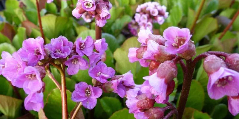 BERGENIA 'Rotblum' - Plante des savetiers