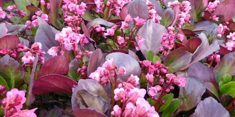 BERGENIA 'Flirt'