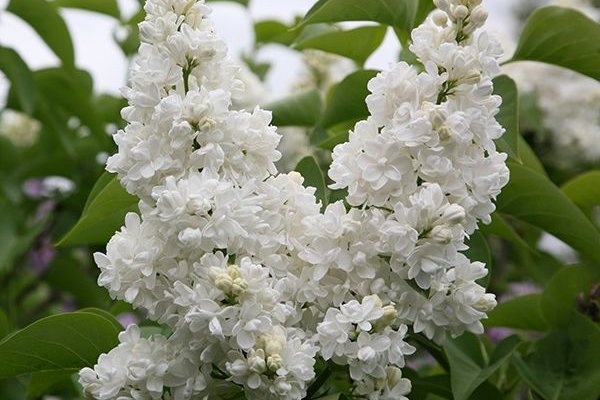 SYRINGA vulgaris 'Mme Lemoine' - Lilas commun blanc