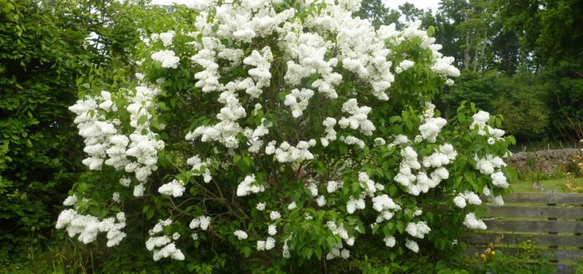 SYRINGA vulgaris 'Mme Lemoine' - Lilas commun blanc