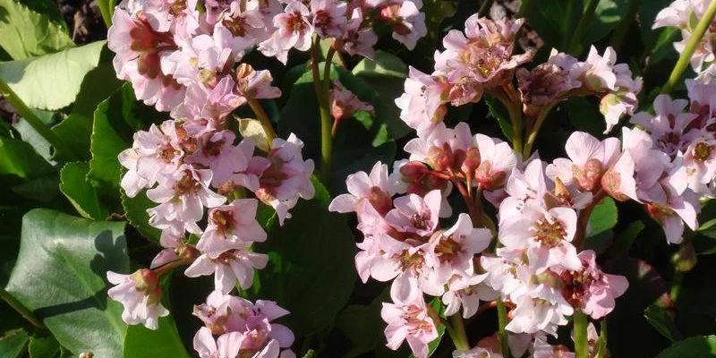 BERGENIA 'Harzkristall'