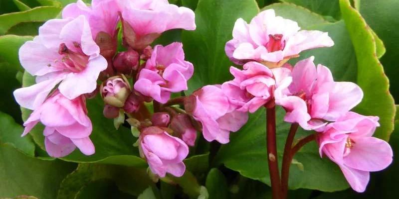 BERGENIA 'Kerstin'