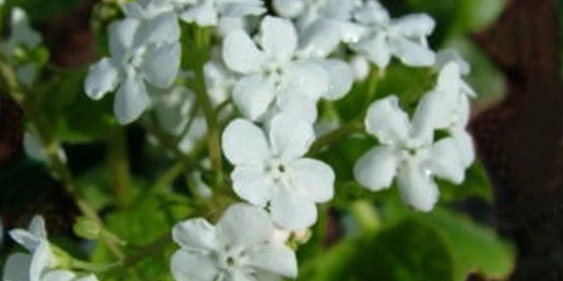 BRUNNERA macrophylla 'Marley's White' ®