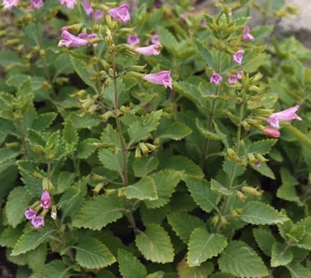 CALAMINTHA grandiflora