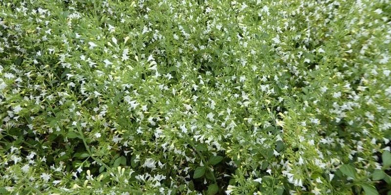 CALAMINTHA nepeta 'Weisser Riese' - Calament