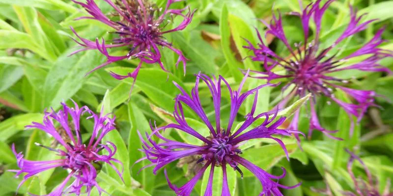 CENTAUREA montana 'Amethyst Dream'