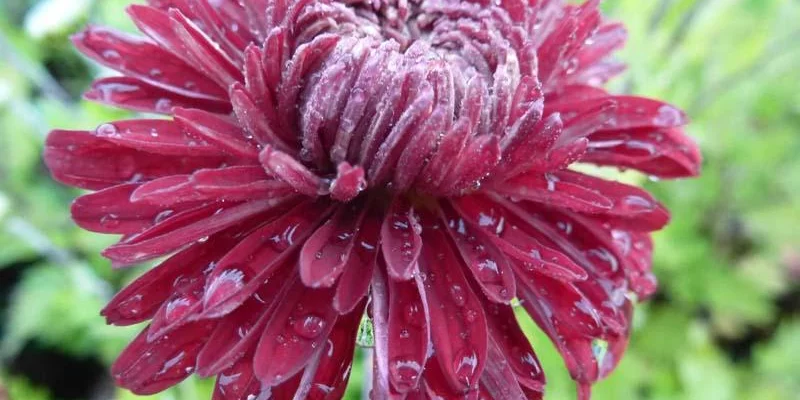 CHRYSANTHEMUM 'Ceddie Mason' - Chrysanthème des Jardins