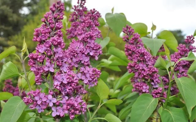 SYRINGA vulgaris 'Souvenir Louis Späth' - Lilas