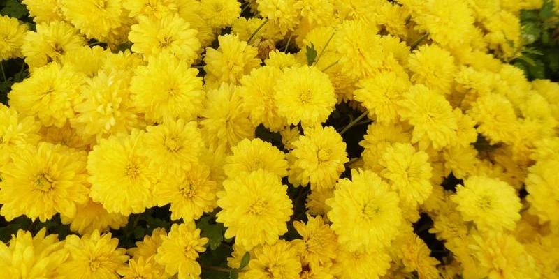 CHRYSANTHEMUM 'Citronella' - Chrysanthème des jardins