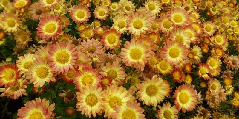 CHRYSANTHEMUM 'Dernier Soleil' - Chrysanthème des jardins