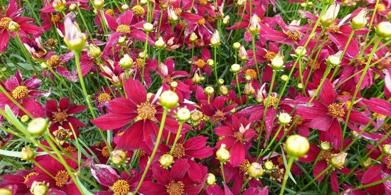 COREOPSIS verticillata 'Red Satin' ® - Coréopsis verticillé