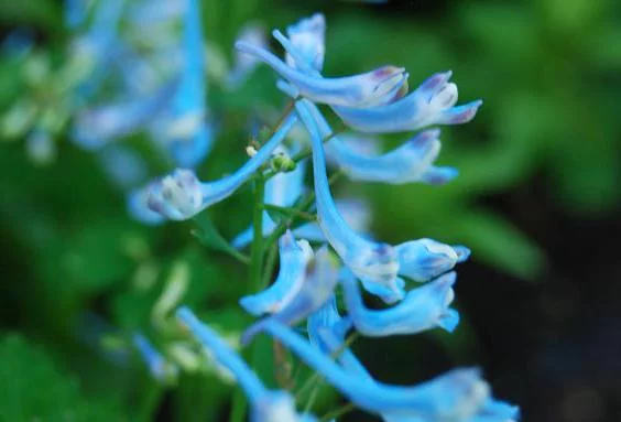 CORYDALIS flexuosa 'Porcelain Blue ' - Cordyale de Chine bleu