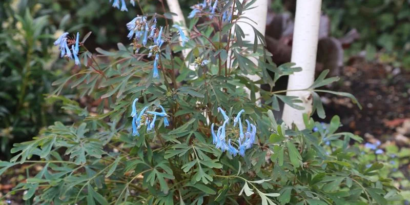 CORYDALIS flexuosa 'Porcelain Blue ' - Cordyale de Chine bleu