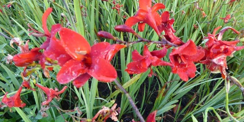 CROCOSMIA hybride 'Hellfire' ® - Montbresia