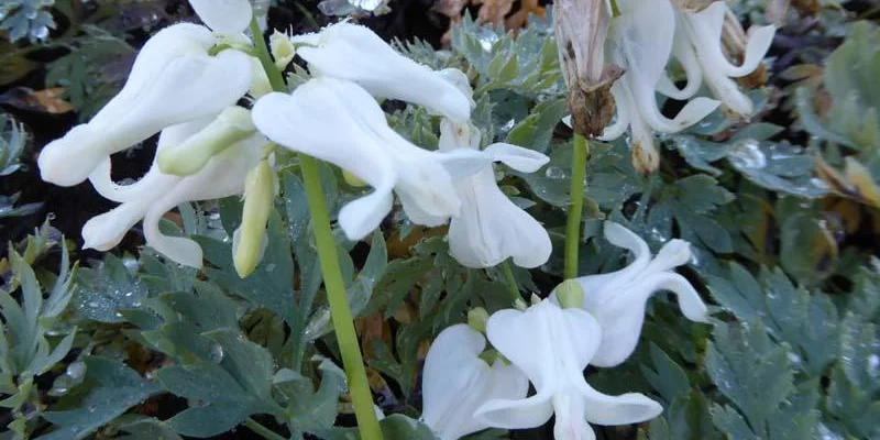 DICENTRA hybride 'Ivory Hearts'