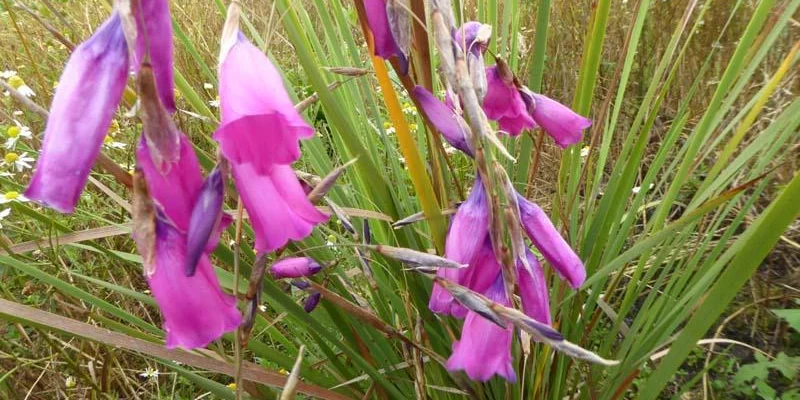 DIERAMA pulcherrimum