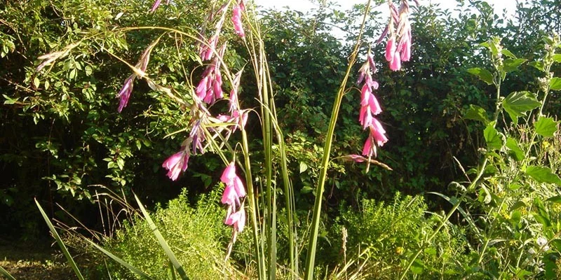 DIERAMA pulcherrimum