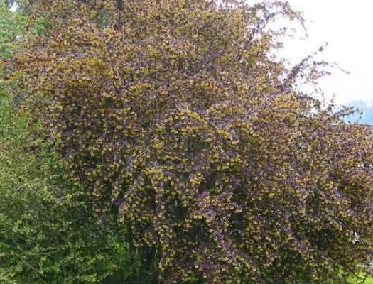 BERBERIS ottawensis 'Superba' - Epine vinette