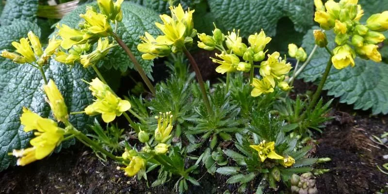 DRABA aizoides - Drave faux Aïzoon